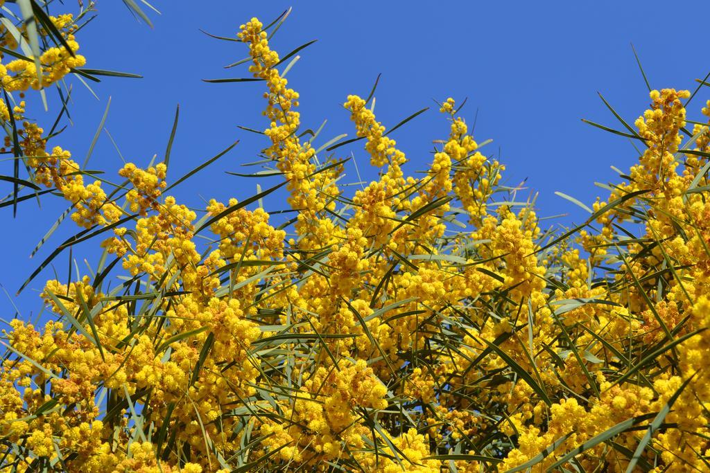 Apartments Mimose Badesi Bagian luar foto